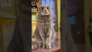 🐾 Hilarious & Heart-Melting Cat Clips 😸 Best Cute Cat Compilation for Cat Lovers #funnycats