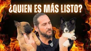 Border Collie vs Malinois ¿Quién es el PERRO MÁS INTELIGENTE? 