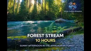 Forest Stream &ndash; Sunny Afternoon in the Appalachian Forest | 10 Hours Sleep Ambience