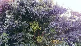 ll ARA BASHART Historical Sight near Kalor Khahar ll #newvideo #unfrezzmyaccount