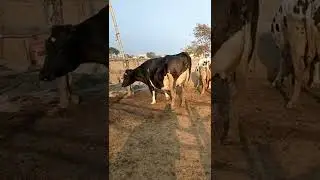 top class frizan jarsi cross cow for sale in pakistan on YouTube