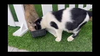 Community Service. Lets rescue animal stray.