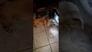 lunch time! pekingese