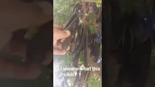 #fruit #fruitcutting #garden #gardening #farm #farmer #farming #farmlife #chinagarden