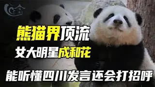 熊猫界顶流女明星花花，不仅呆萌可爱，还能听懂四川方言和打招呼