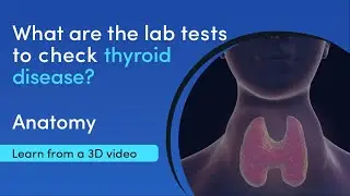 What are the functions of the thyroid gland? | MediMagic | 3D medical video