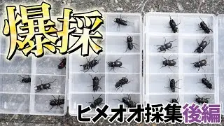 【記録的爆採！】ヒメオオクワガタ23匹！？ 驚愕の結果【後編】