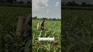 Indian Farmer Life | #farming #indianrurallife #indianfarmer #ruralindia #indianoccupation