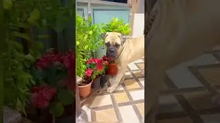🪴⚘️#bullmastiff #wrinkledog #naturedog #support #gaintdog #muschiff #jack #bigdog#subscribe