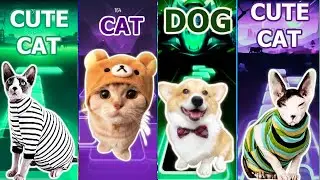 Epic Battle of Tiles Hop 2023 - Cats vs Dog Corgi - Dance Monkey vs Dancin vs Bloody Mary