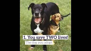 Top Four Reasons to Adopt a Rescue Dog | Southern Star Animal Rescue
