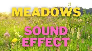 Meadows Ambience Sound Effect - Relaxing Ambient Nature Countryside