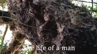 The Watchers of Kingley Vale (Ancient Yew Trees)