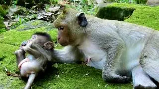 Newborn Monkey Timo Spends Long time Lays On The Ground Warmly With Jill