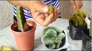 GRAFTING BRAIN CACTUS #Garden Hacks