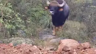 காட்டு எருமை 