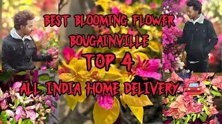 Best deal 🤝 Best popular and blooming flower Bougainville top 4 All india home delivery available 🚘.