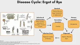 Disease Cycle Assignment #4: Ergot of Rye