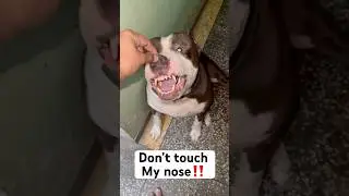 How to make your dog aggressive #dog  #shorts #shortvideo