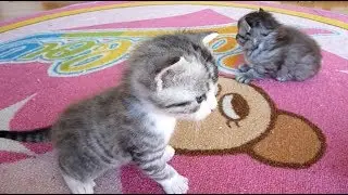 かわいい子猫 Cute kittens