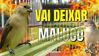 Melhor f&ecirc;mea de papa capim chamando para foguear Papa capim Esquentar papa capim f&ecirc;mea de papa capim