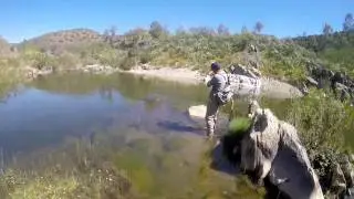 Fly Fishing Algarve Luciobarbus Sclateri