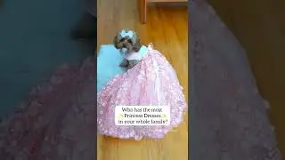The family member with the MOST princess dresses 🐩👑 #shorts #dog