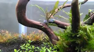 I Hate and Love S Repens..... 