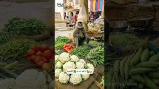 मिर्च कितने रुपए किलो #funny #monkey #comedy #funnyanimals #trending #thetharpuns #jokes