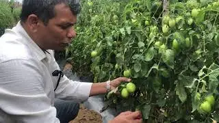 Calcium deficiency in Tomato