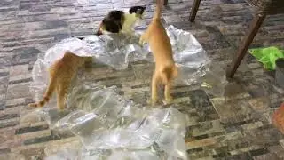 Kittenfun