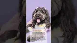 🎬 Animal Talent Spotlight: Luna Lou! 🐶✨