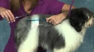 How to Groom a Havanese  Jodi Murphy Instructional Series