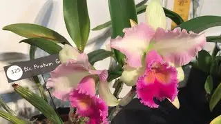 “Kaleidoscope of Orchids “ Fort Pierce Orchid Society Annual Orchid Show and Sale