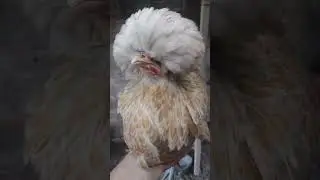 galinha Polonesa camur&ccedil;a#polonesa #aves #galinhas #galinha #topete #birds