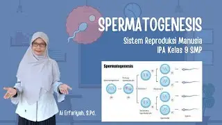 Spermatogenesis || Proses Pembentukan Sperma