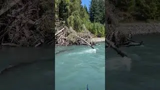 That tree is bouncing good in the Hoh River! #Raft #OpRaftCo #HohRiver #Tree #Bouncing #fy #fyp