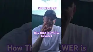 How THCA FLOWER is MADE/HARVESTED&hellip;..! #entourage #backpainrelief #thca #flower #hemp #information