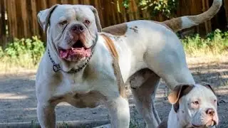 Goofing around with some bulldogs  in the morning! #americanbulldog