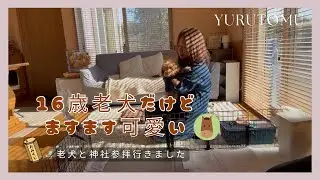 50代主婦vlog ｜夫婦ふたり暮らし｜老犬と神社参拝｜ランチ＆🍓ケーキ｜老犬との日常