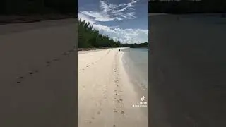Dogs running on beach in Bahamas #dog #puppy #beachdog #dogsofyoutube #doglife #fy #pets #bahamas