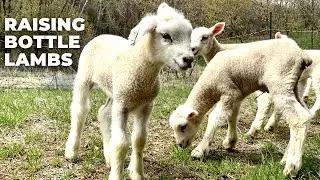Raising Bottle Lambs:  Exercising Lambs - Intensive Rotational Grazing on Three Acre Homestead