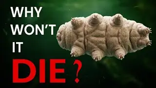 Why This Creature Is So Terrifying to Science and Survival