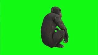 Monkey Green Screen