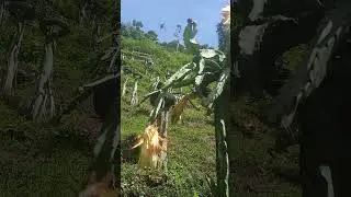 Dragon Fruit Farming in the Philippines 🇵🇭  #shorts