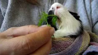 Bibou mange un batonnet de carotte