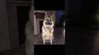 Skinwalker Disguised As Animals ☢️ #scary #shorts
