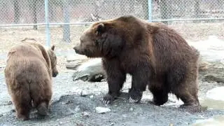 GREAT video of Jimbo and Leo in the pond.