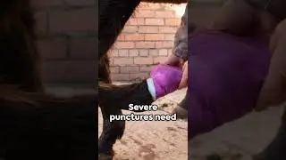 What To Do When Your Horse Gets A Puncture Injury
