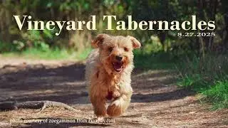 VINEYARD TABERNACLES  8 25 2025